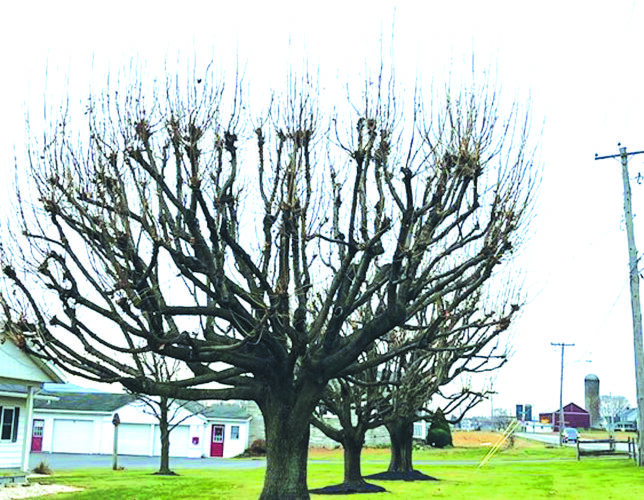 Winter time is pruning time